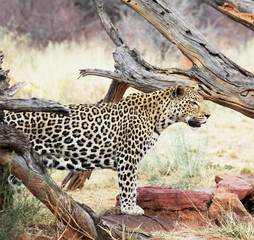 Leopard