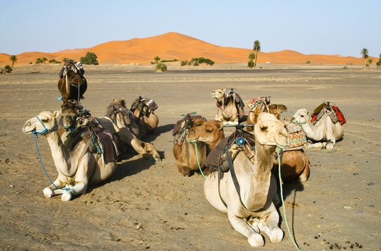 Camels gossip in the Sahara