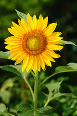 Single sunflower (helianthus annuus) against a leafy background