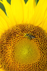 Sunflower head being pollinated by a honey bee