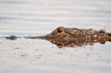 American alligator