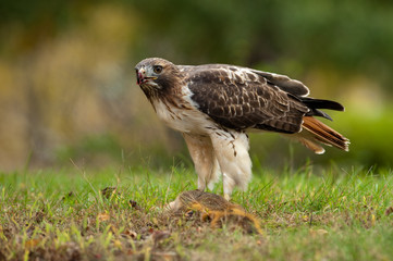 Red Tailed Hawk