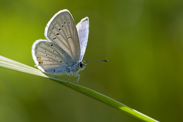kurzschwänziger Bläuling