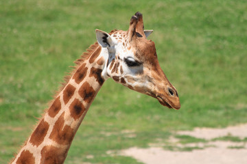 young giraffe