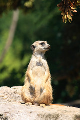 suricatta