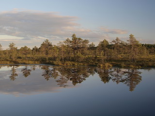 Fototapeta na wymiar Hags in a marsh