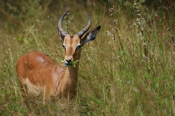 Impala Ram