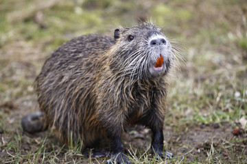 Nutria