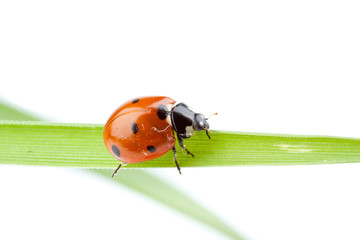 Ladybug
