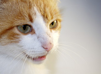 cat's head white background