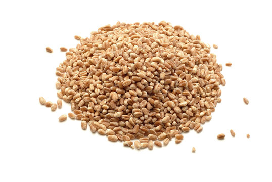 wheat grains isolated
