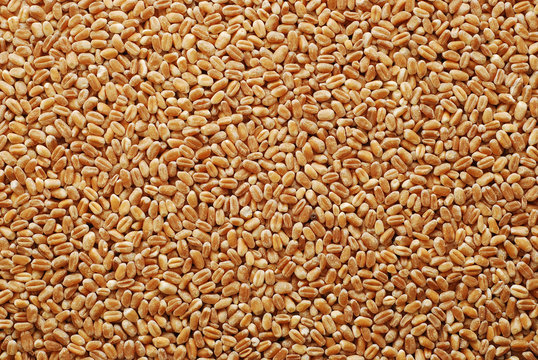 wheat grains background
