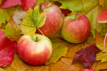 Fresh Apples - NEW harvest!