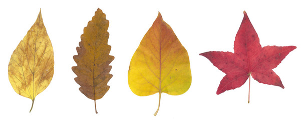 High resolution red yellow and brown autumn leaf
