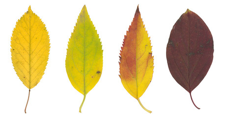 High resolution red yellow and brown autumn leaf