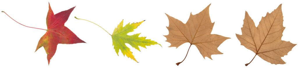 yellow, green and brown autumn leaf isolated