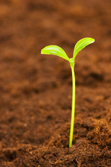 Green seedling illustrating concept of new life