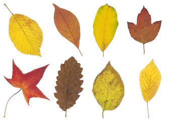 yellow, green and brown autumn leaf isolated on white