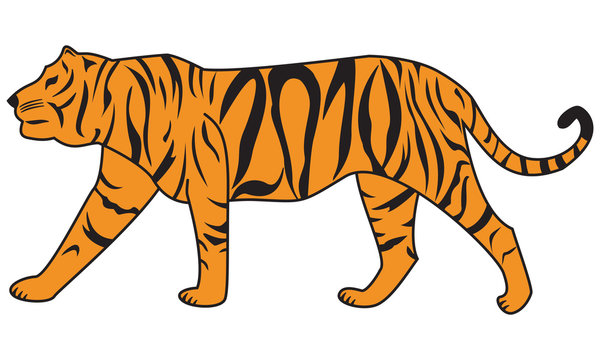 Tiger 2010