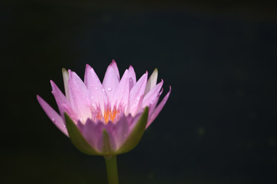 Pink Lilly