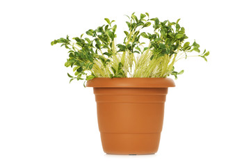 Green seedlings growing in the clay pot