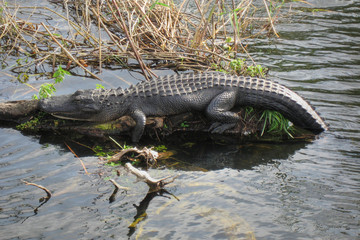 Relaxed Crocodile, Everglades, Florida, January 2007