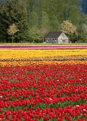 Obraz premium Tulip farm