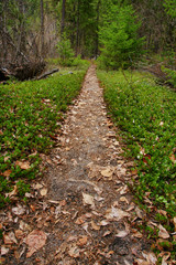 Straight forest path