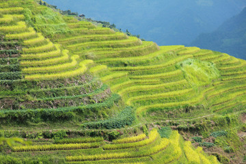 Longshen Rice Fields