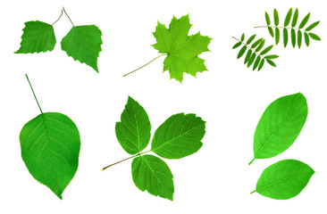 Many green leaves