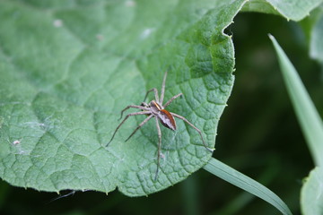 Jagdspinne