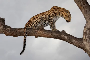 Dekokissen Leopard (Panthera pardus) sitzt in einem Baum, Südafrika © EcoView