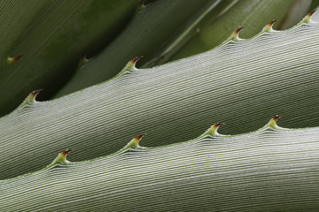 Plant background © Jens Ottoson