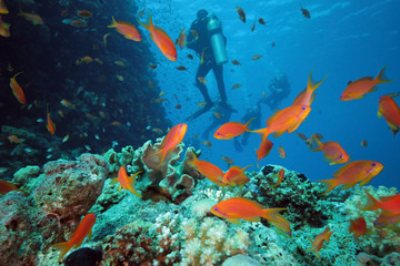 Fototapeta na wymiar Diver on the coral reef in the red sea