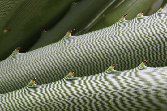 Plant background
