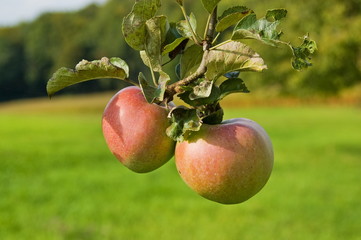 Two apples