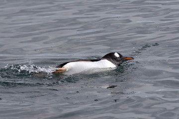 Gentoo penguin