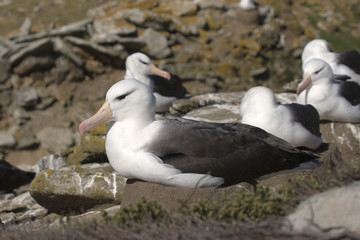 Obraz premium Black-browed albatross (Diomedea melanophris)