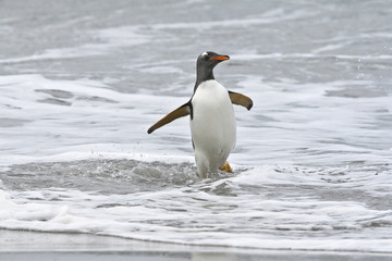 Gentoo penguin (Pygoscelis papua)