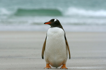 Naklejka premium Gentoo penguin (Pygoscelis papua)