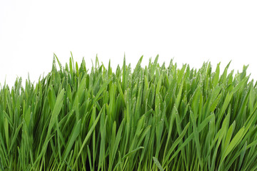 grass isolated