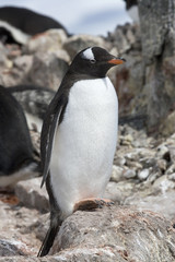 Naklejka premium Gentoo penguin