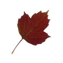 Herbstlaub