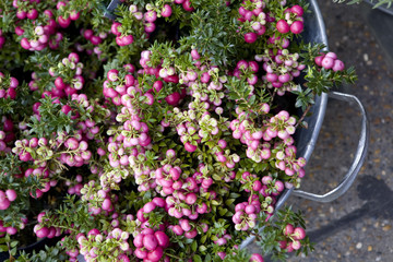 A display of flowers and plants for sale