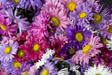 blue and pink aster