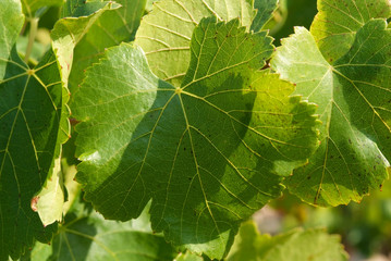 nervures feuille de vigne