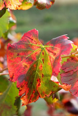 nervures feuille de vigne en automne