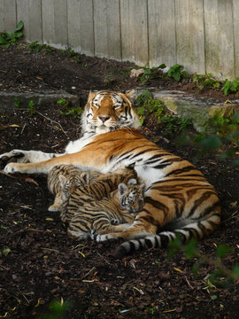 tigre