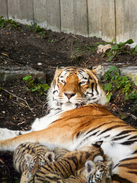 tigres