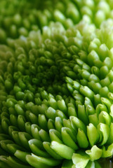 green chrysanthemum flower  macro background